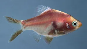 Red tiger barb: an orange translucent fish Red tiger barb: an orange translucent fish