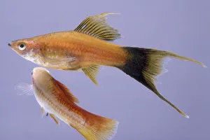 Red wag lyreswordtail: swordtail fish, orange fish with a dark tail and black lips Red wag lyreswordtail: swordtail fish, orange fish with a dark tail and black lips