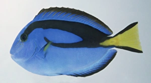 Regal Tang, paracanthurus hepatus, blue fish with yellow fin and black markings Regal Tang, paracanthurus hepatus, blue fish with yellow fin and black markings