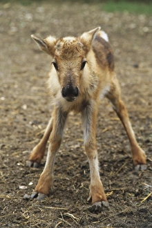 Reindeer, Rangifer tarandus, calf standing, with legs splayed out, front view Reindeer, Rangifer tarandus, calf standing, with legs splayed out, front view