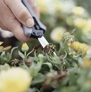 Removing seed head with garden scissors Removing seed head with garden scissors