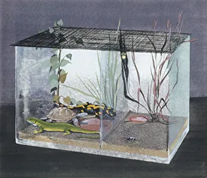 Reptiles in vivarium, illustration Reptiles in vivarium, illustration