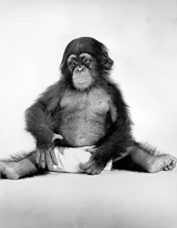 <b class=qtipBold><figcaption>Research Chimp At Yale Labs</figcaption></b><br>Orange Park, Florida: April, 1940. Little Alf, six months old, at the Yale Laboratories of Primate Biology in Florida. He was the first son of Alpha, who was the first chimpanzee to be born at the YLPB. He was used in a nutritional study in 1962, and then sacrificed. He would have been 23 when he was killed.<br><em>© Underwood Archives/UIG</em> Research Chimp At Yale Labs