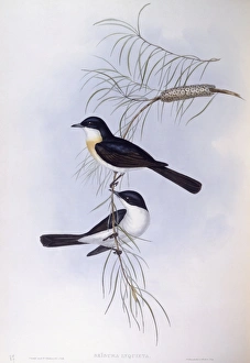 Restless flycatcher (Myiagra inquieta), Engraving by John Gould Restless flycatcher (Myiagra inquieta), Engraving by John Gould
