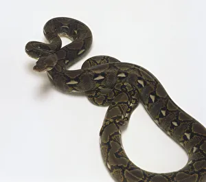 Reticulated Python (Python reticulatus), elevated view Reticulated Python (Python reticulatus), elevated view