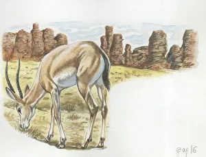 Rhim Gazelle Gazella leptoceros, illustration