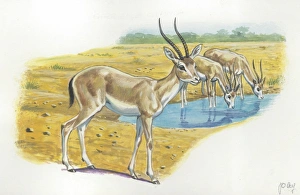 Rhim Gazelles Gazella leptoceros, illustration Rhim Gazelles Gazella leptoceros, illustration
