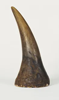 <b class=qtipBold><figcaption>Rhinoceros horn</figcaption></b><br><em>© Dorling Kindersley/UIG</em> Rhinoceros horn