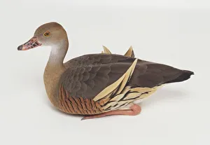 Ringed teal (Callonetta leucophrys) sitting, side view Ringed teal (Callonetta leucophrys) sitting, side view