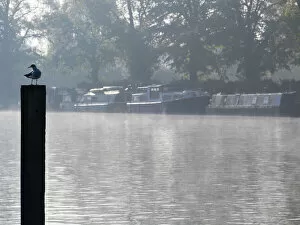 Mooring Post Gallery: By the River Thames at Oxford, on a misty Autumn morning