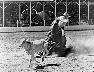<b class=qtipBold><figcaption>Rodeo Calf Roping</figcaption></b><br>Kansas City, Missouri: c. 1950. This well trained rodeo horse stops on a dime as soon as the rope is over the calf's head, helping the rider in his race against the stopwatch.<br><em>© Underwood Archives/UIG</em> Rodeo Calf Roping