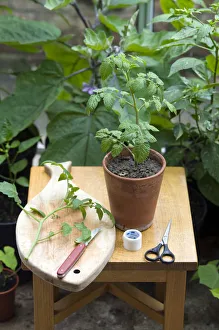 <b class=qtipBold><figcaption>Rootstock tomato plant on table</figcaption></b><br><em>© Dorling Kindersley/UIG</em> Rootstock tomato plant on table