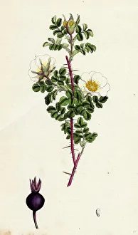 Rosa spinosissima, Common Burnet-Rose