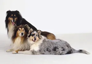 Two Rough Collie dogs and one Smooth Collie side by side Two Rough Collie dogs and one Smooth Collie side by side