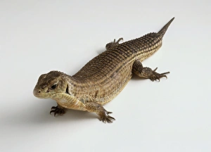 Rough-scaled plated lizard (Gerrhosaurus major), high angle view Rough-scaled plated lizard (Gerrhosaurus major), high angle view