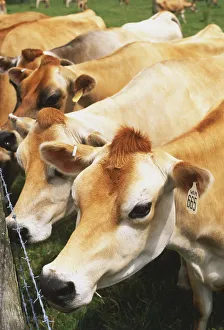 Row of brown cows by field fence, close up Row of brown cows by field fence, close up