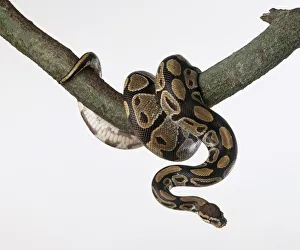 Royal python (Python regius), curled up around a tree branch Royal python (Python regius), curled up around a tree branch