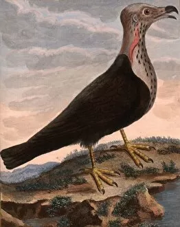Royal Vulture of Pondicherry