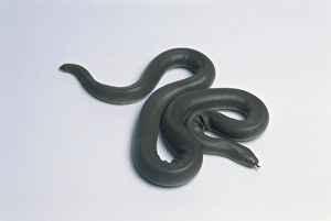 Rubber boa (Charina bottae), dark green snake, curled up Rubber boa (Charina bottae), dark green snake, curled up