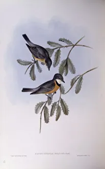 Rufous whistler (Pachycephala rufiventris), Engraving by John Gould Rufous whistler (Pachycephala rufiventris), Engraving by John Gould