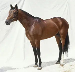 Russian trotter, standing, side view Russian trotter, standing, side view