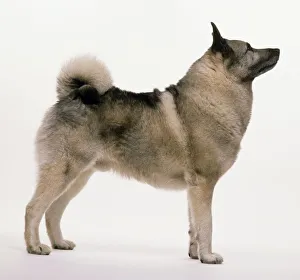 Sable Norwegian Elkhound dog, standing, side view Sable Norwegian Elkhound dog, standing, side view