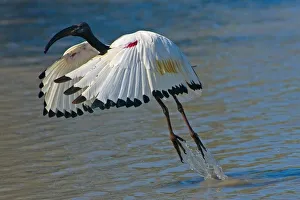 Sacred Ibis. Threskiornis Aethiopica Sacred Ibis. Threskiornis Aethiopica