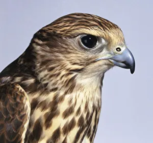 Saker falcon (Falco cherrug), head in profile Saker falcon (Falco cherrug), head in profile