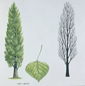 Lombardy Poplar Gallery: Salicaceae - Black poplar or Lombardy poplar Populus nigra var. italica, illustration