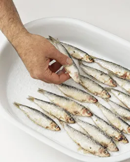 Salt-cured sprats, sprats being laid on dish and covered with salt Salt-cured sprats, sprats being laid on dish and covered with salt