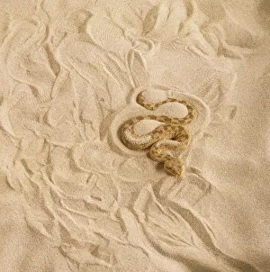 Sand Viper (Cerastes cerastes gasperetti) curled in the sand, overhead view Sand Viper (Cerastes cerastes gasperetti) curled in the sand, overhead view