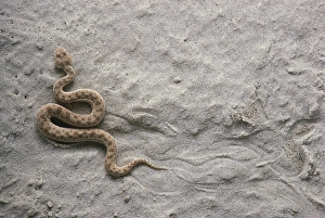 Sand Viper (Vipera ammodytes) moving on sand Sand Viper (Vipera ammodytes) moving on sand