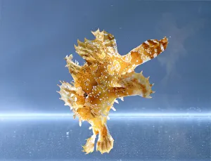 Sargassum Fish (Histrio histrio), underwater Sargassum Fish (Histrio histrio), underwater