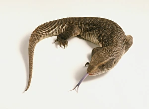 Savannah monitor lizard or Boscs monitor lizard (Varanus exanthematicus) Savannah monitor lizard or Boscs monitor lizard (Varanus exanthematicus)