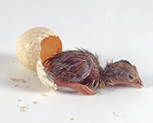 Scaled quail or Blue quail (Callipepla squamata) hatched from egg