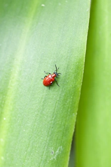 Scarlet Lily Beetle (Lilioceris lilii), on Eucomis leaf Scarlet Lily Beetle (Lilioceris lilii), on Eucomis leaf