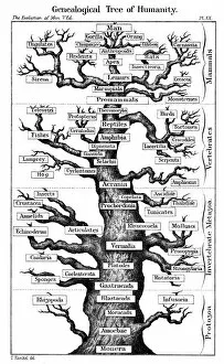Images Dated 1st January 1910: Scheme of evolution displayed in form of tree