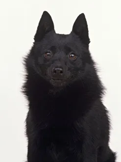 Schipperke dog, looking at camera Schipperke dog, looking at camera