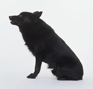 Schipperke (Utility, Dogs Domestic)