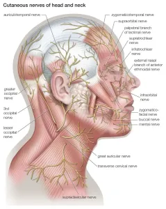 Human Body Prints: Print of Cutaneous Nerves Diagram