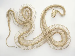 Prints of Python Skeleton Science And Technology Prints: Python Skeleton Print