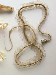 Prints of Python skeleton, skull with lower jaw dropped, backbone entire length of body, many vertabrae, paired ribs Science And Technology Prints: Python Skeleton Print: Detailed Anatomical Model