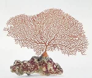 <b class=qtipBold><figcaption>Sea fan on rock</figcaption></b><br><em>© Dorling Kindersley/UIG</em> Sea fan on rock