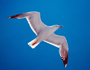 <b class=qtipBold><figcaption>Sea-gull</figcaption></b><br><em>© Marka/Universal Images Group</em> Sea-gull
