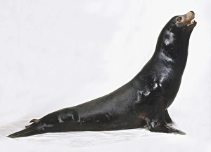 <b class=qtipBold><figcaption>Sea Lion (Otariinae), side view</figcaption></b><br><em>© Dorling Kindersley/UIG</em> Sea Lion (Otariinae), side view