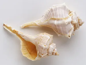 Two sea shells