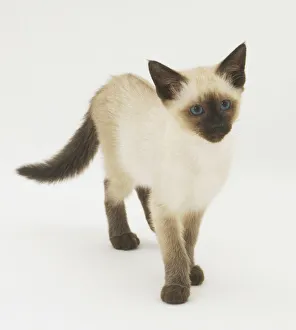 Seal Point Siamese Kitten (felis catus), front view