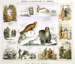 Seal and Walrus used for: food and tents: clothing: canoes: fur: oil: glue: false teeth Seal and Walrus used for: food and tents: clothing: canoes: fur: oil: glue: false teeth
