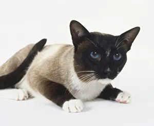 Seal and White Point Snowshoe cat with high cheekbones and blue eyes, lying down Seal and White Point Snowshoe cat with high cheekbones and blue eyes, lying down
