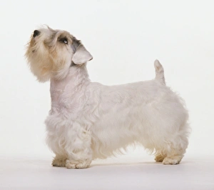 Sealyham Terrier looking up, side view Sealyham Terrier looking up, side view